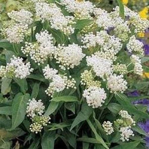 50 Butterfly Weed Seeds White (Asclepias Incarnata) Flower Seeds