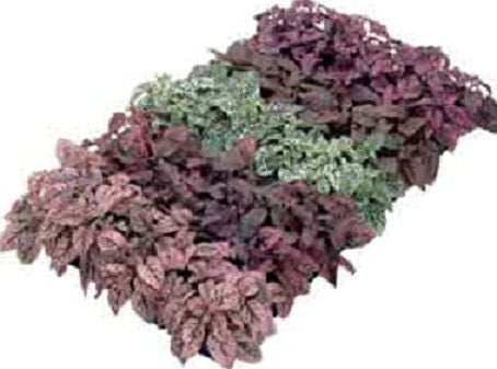 50 Hypoestes Seeds Hypoestes Confetti Mix Seeds