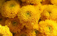 100 Chrysanthemum Seeds Yellow Button Flower Seeds
