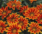 50 Gazania Seeds Kiss Orange Flame Flower Seeds