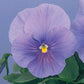 50 Seeds Snow Pansy Sky Blue FLOWER SEEDS snowpansy