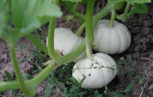 Pumpkin Seeds 50 Baby Boo Pumpkin Seeds