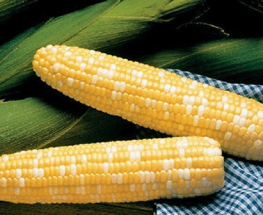 50 Seeds Serendipity Hybrid Triple Sweet Corn Seeds