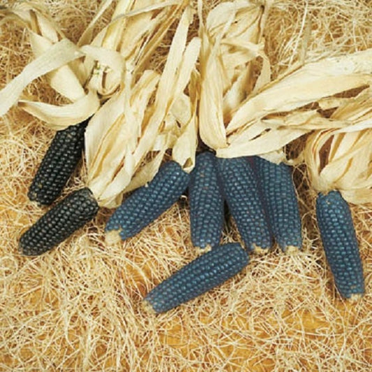 50 Corn Seeds Mini Blue Ornamental Seeds Ornamental Corn POPCORN SEEDS