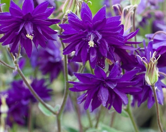 50 Aquilegia Seeds Barlow Blue Columbine Seeds