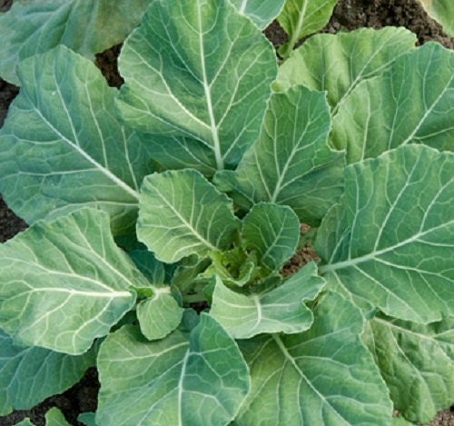 2,000 Seeds Collards Vates 75 Days