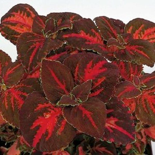 50 Coleus Seeds Rainbow Superfine Festive Dance Flower Seeds