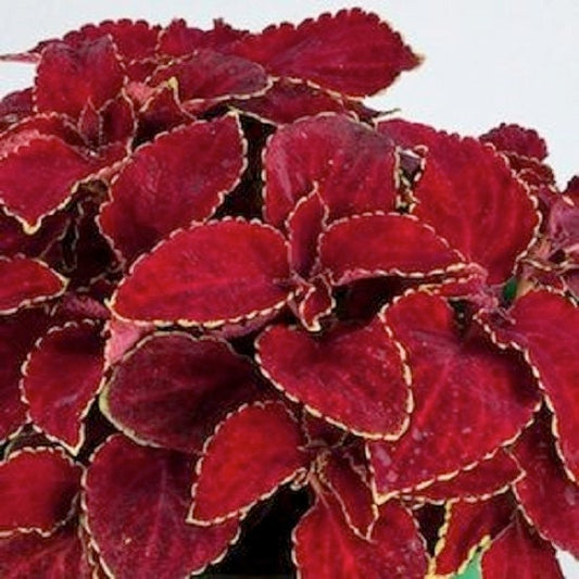 Coleus Seeds Rainbow Superfine Red Velvet 50 Coleus Seeds