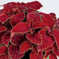 50 Coleus Seeds Rainbow Superfine Red Velvet Flower Seeds