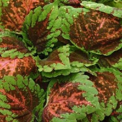 15 Pelleted Seeds Coleus Kong Salmon Pink Giant Coleus Seeds