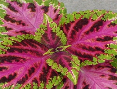 50 Coleus Seeds Jazz Rose Plant Seeds