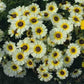 100 Seeds Chrysanthemum Carinatum Polar Star Flower Seeds