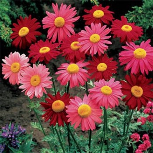 Chrysanthemum Seeds Coccineum Robinson Mix 500 Seeds