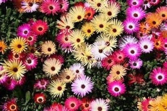 250 Livingstone Daisy Mix Daisy Seeds Flower Seeds
