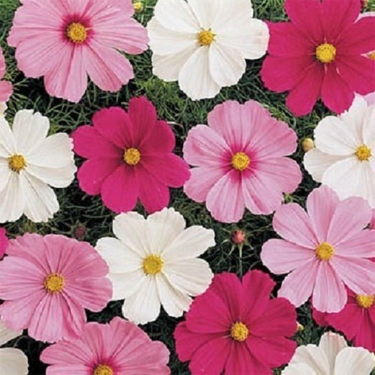 500 Cosmos Seeds Sensation Mix Flower Seeds