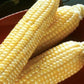 50 Seeds Sugar Buns Hybrid Corn Seeds