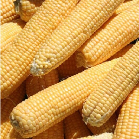 50 Kandy Hybrid Corn Seeds Vegetable