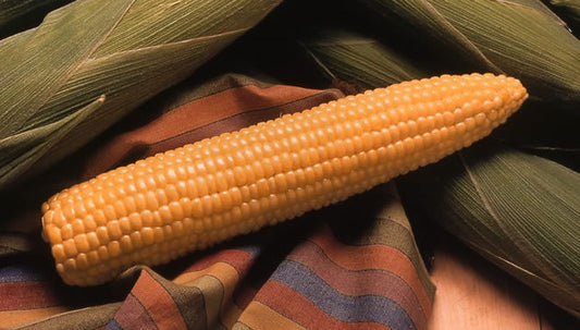 50 Corn Seeds Honey Select Sweet Corn