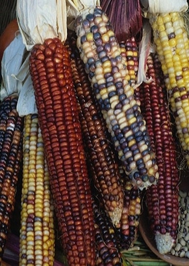 200 Carousal Ornamental Corn Seeds This Is Seeds