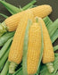50 Bodacious Hybrid Corn Seeds Vegetable Seeds