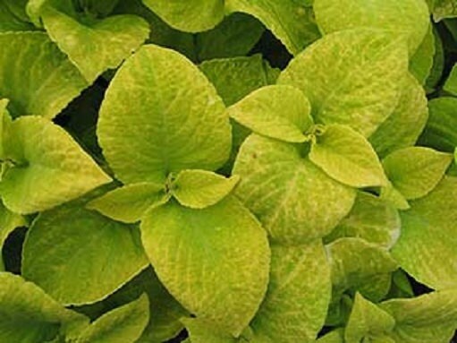 50 Seeds Coleus Wizard Sun Golden Seeds