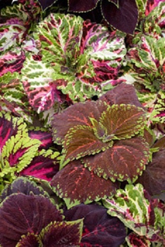 15 Pelleted Seeds Coleus Kong Empire Mix Giant Coleus Seeds