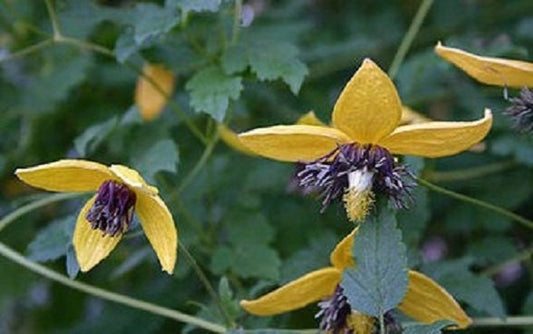 50 Clematis Seeds Helios Flower Seeds