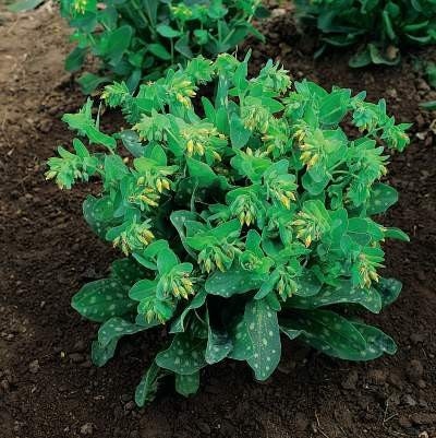 50 Cerinthe Seeds Bouquet Gold Seeds