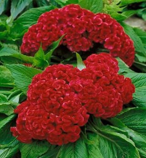 50 Celosia Seeds Prestige Scarlet Cockscomb Seeds