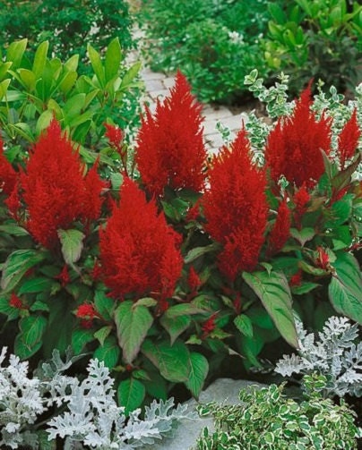 50 Celosia Plumed Forest Fire Seeds