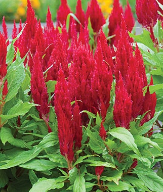Celosia Seeds Fresh Look Red 50 Seeds