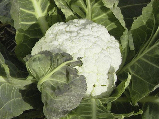 Cauliflower Seeds Self Blanche Seed 1,000 seeds
