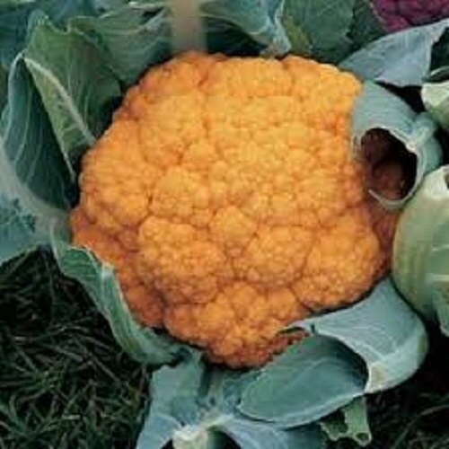 Cauliflower Seeds Chedder Tasty Orange Cauliflower Seeds 25 seeds