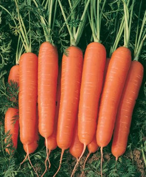3,000 Carrot Seeds Scarlet Nantes garden seeds