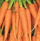 3,000 Carrot Seeds Imperator Carrot Vegetable Seeds