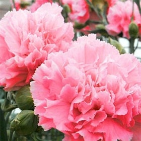 Carnation seeds Grenadian Rose Dianthus seeds 50 Flower Seeds