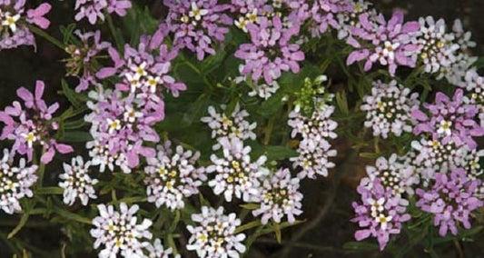 Candytuft Seeds Iberis Gibraltarica Seeds 50 Seeds