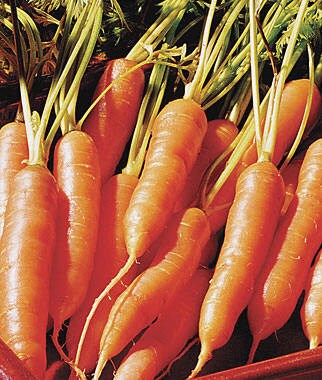 3,000 Carrot Seeds Little Finger Carrots garden seeds