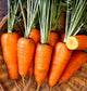 5,000 Carrot Seeds Chantenay Red Core Carrot
