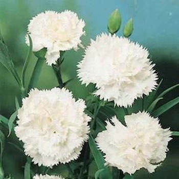 Carnation Seeds Grenadin Snow White 50 Seeds