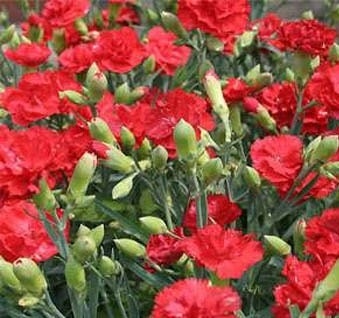 Carnation Seeds Grenadin Scarlet 50 Seeds