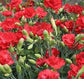 Carnation Seeds Grenadin Scarlet 50 Seeds