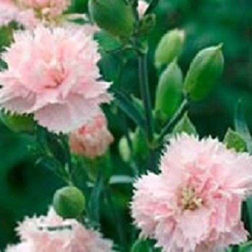 Carnation seeds Chaband La France 50 Seeds Dianthus Seeds