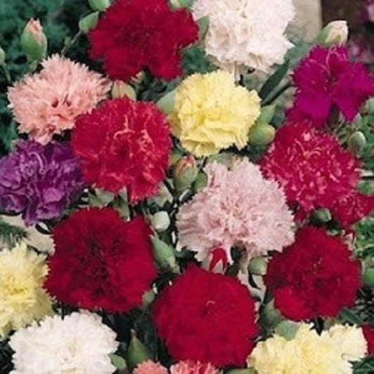 Carnation Seeds Chaband Mix Seeds Dianthus Seeds 50 Seeds