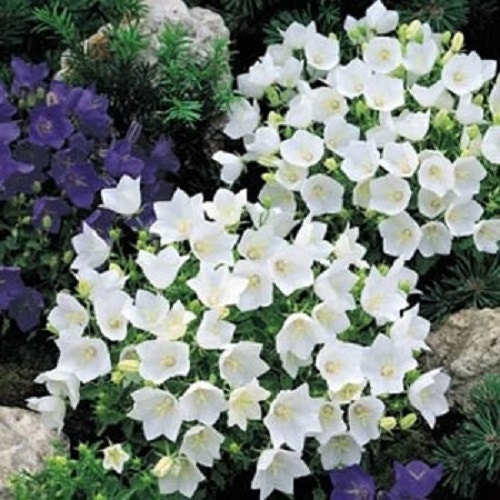 Campanula Seeds Canterbury Bells White FLOWER SEEDS 250 Seeds