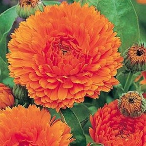 Calendula Seeds Orange King Flower Seeds 50 Seeds