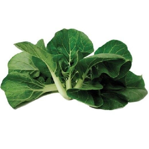 50 Seeds Pak Choi Cabbage Seeds Win Choi Mini Pak Choi SEEDS Pelleted