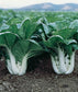 500 Pak Choi White Stem Cabbage Seeds