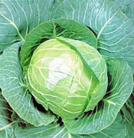 2,000 Cabbage Seeds Golden Acre Seeds