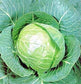 2,000 Cabbage Seeds Golden Acre Seeds